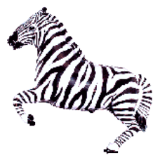 Balónik Zebra