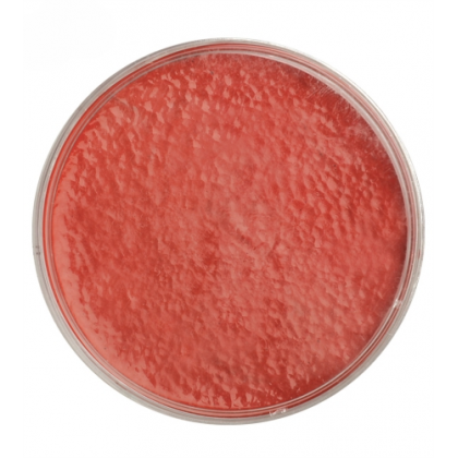 Prášková farba na tvár červená 15 g